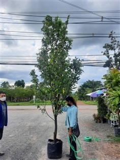 ต้นลำดวน / ฟอร์มสวย ปลูกฟรีจ้า | สวนไม้ไทย - บางบัวทอง นนทบุรี