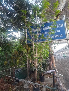 (ปลูกฟรี!) ต้นบุหงาส่าหรี | สวนไม้ไทย - บางบัวทอง นนทบุรี