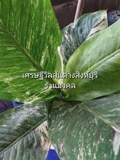 เศรษฐีวิลสันด่างสิงห์บุรี