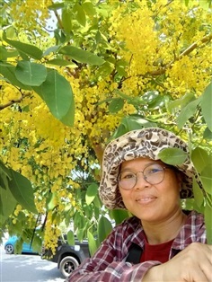 ดอกคูณเหลือง  ขายดอกสด/ดอกตากแห้ง | เมล็ดพันธุ์ดี เกษตรวิถีไทย - เมืองระยอง ระยอง