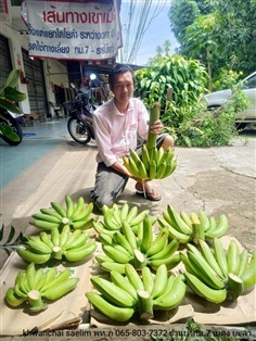 "กล้วยน้ำไท" พันธุ์แท้ ลูกแปลกแม่ กล้วยอายุวัฒนะ | สวนเบตง กม.7  - เบตง ยะลา