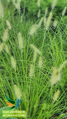 หญ้าน้ำพุแคระ | สวนนัทธรัตน์ - บางใหญ่ นนทบุรี