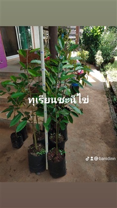 ต้นทุเรียนเบญจพรรณ | บ้านไอดิน - เมืองชุมพร ชุมพร