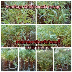 ขายต้นยูคาลิปตัส (ทนแล้ง) | สวนเกษตรอินทรีย์ - พนัสนิคม ชลบุรี