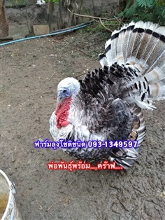 ไก่งวง | ฟาร์มลุงโชติชนิด - เชียงแสน เชียงราย