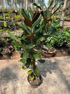 แมกโนเลีย แกรนดิฟลอร่า ลิตเติ้ล เจม Magnolia grandiflora | Alungkarn - เมืองราชบุรี ราชบุรี