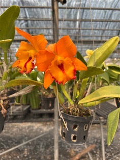 แคทลียา สีส้ม Cattleya hybrids | Alungkarn - เมืองราชบุรี ราชบุรี