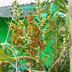 ต้นเพชรหึงษ์ | หนุ่ม - ท่ายาง เพชรบุรี