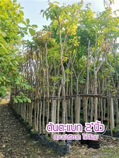 ตะแบก ขนาด 2 นิ้ว | สวนพยอมไม้ล้อม - บ้านนา นครนายก