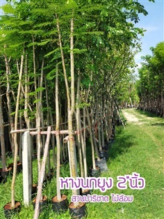 ต้นหางนกยูงฝรั่ง 2"นิ้ว | สวนพยอมไม้ล้อม - บ้านนา นครนายก