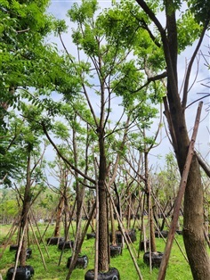 ต้นสะเดา | สวนป้าควรพันธ์ไม้ -  สระบุรี