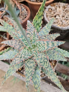 ขายอโลไฮบริดต้นใหญ่มีหน่อรอบ "Aloe hybrid" | proud garden - เมืองนครปฐม นครปฐม