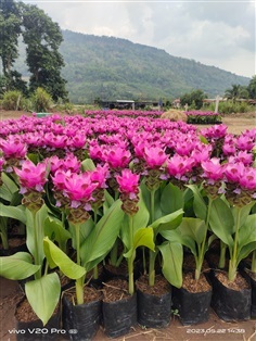 ปทุมมา,บัวสวรรค์ | สวนลุงไสวภูเรือ - ภูเรือ เลย