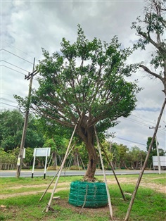 ต้นมั่งมีศรีสุข ลีลา