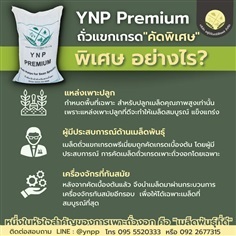 ถั่วแขก YNP Premium (สำหรับเพาะถั่วงอก)