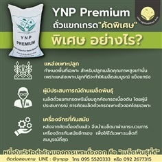 ถั่วแขก YNP Premium (สำหรับเพาะถั่วงอก) | บริษัท อยู่นิรันดร์พืชผล จำกัด - วิหารแดง สระบุรี