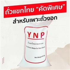 ถั่วแขกไทย YNP สีแดง (สำหรับเพาะถั่วงอก)