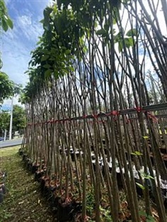 ต้นชมพูพันธุ์ทิพย์ | สวนพร้อมพันธุ์ไม้ -  ปราจีนบุรี