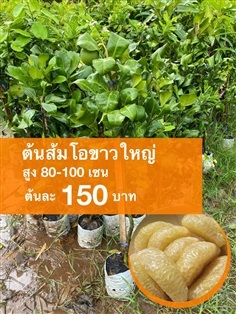 ต้นส้มโอขาวใหญ่ สูง 80-100 เซนติเมตร