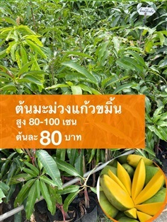 ต้นมะม่วงแก้วขมิ้น สูง80-100 เซนติเมตร