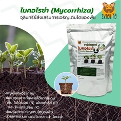 อาร์บัสคูลาร์ไมคอร์ไรซ่า (Mycorrhiza) ขนาด 1 กก