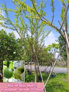 ต้นน้ำเต้า | สวนบุญนัดดาไม้ประดับ ปราจีนบุรี - ประจันตคาม ปราจีนบุรี