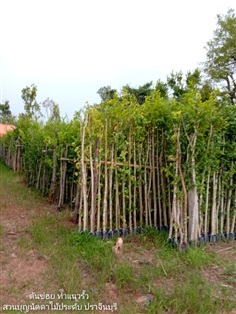 ต้นข่อย | สวนบุญนัดดาไม้ประดับ ปราจีนบุรี - ประจันตคาม ปราจีนบุรี