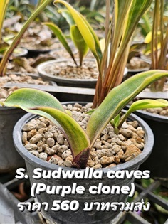 ขายลิ้นมังกรด่าง "S. Sudwalla caves (purple clone) | proud garden - เมืองนครปฐม นครปฐม