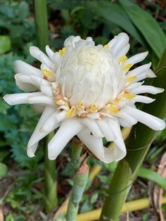 ดาหลาดอกขาว ดาหลาขาว หน่อดาหลา | สวนป้าผา เมืองใต้ - ร่อนพิบูลย์ นครศรีธรรมราช