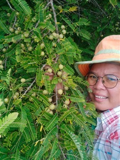 มะขามป้อมไทย ขายผลสด/ผลตากแห้ง/เมล็ดพันธุ์ | เมล็ดพันธุ์ดี เกษตรวิถีไทย - เมืองระยอง ระยอง