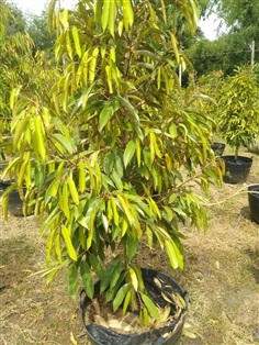 ต้นทุเรียนหมอนทอง | นพดล พันธุ์ไม้ - เมืองปราจีนบุรี ปราจีนบุรี