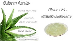 ว่านหางจรเข้  พันธ์ บาร์บาเดนซีส