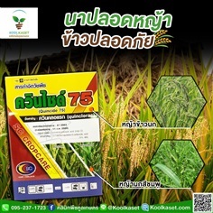 กำจัดหญ้า ควินไซด์ 100 กรัม คลูเกษตร KP2 | คลินิกพืชคูลเกษตร - ชุมตาบง นครสวรรค์