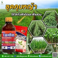 กำจัดหญ้า ไซทริก คุมข้าวโพด อ้อย มัน คูลเกษตร KP56 | คลินิกพืชคูลเกษตร - ชุมตาบง นครสวรรค์