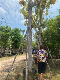 นหางนกยูง ดอกส้ม ขนาด 8 นิ้ว สูง 7 เมตร  | khonkaimai -  ปราจีนบุรี