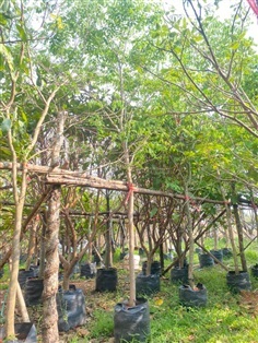 ต้นพยุง ขนาด 2 นิ้ว สูง 3 เมตร  | khonkaimai -  ปราจีนบุรี