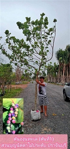 ต้นองุ่นทะเล | สวนบุญนัดดาไม้ประดับ ปราจีนบุรี - ประจันตคาม ปราจีนบุรี