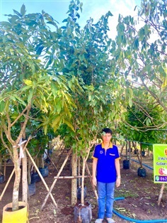ต้นหม่อนเบอร์รี่ ไม้หน้า 2 ความสูง 2 เมตร | ลูกศร ไม้ประดับ - เมืองปราจีนบุรี ปราจีนบุรี