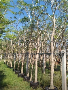 ต้นเหลืองปรีดียาธร หน้า4 สูง 3-4 เมตร | ห้างหุ้นส่วนจำกัด แกรนด์การ์เด้น พลัส - คลองหลวง ปทุมธานี