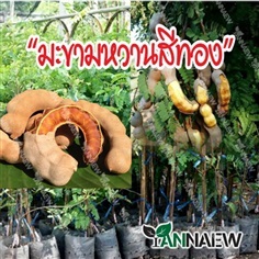 ต้นมะขามหวานสีทองแท้ ซื้อ 3 แถม 1 | สวนตั้นแน้วพันธุ์ไม้ - วังสะพุง เลย