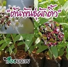 ต้นผักติ้ว พื้นบ้าน ซื้อ 3 แถม 1 | สวนตั้นแน้วพันธุ์ไม้ - วังสะพุง เลย