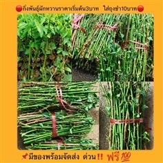 กิ่งผักหวาน | วรรณพันธุ์ไม้ - เมืองตรัง ตรัง