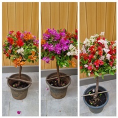 เฟื่องฟ้า bougainvillea