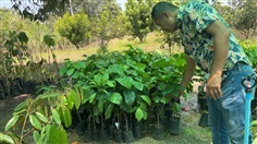 ต้นกาแฟโรบัสต้า  | สวนทุเรียนวินเนอร์และพันธุ์ต้นไม้ - ปากท่อ ราชบุรี