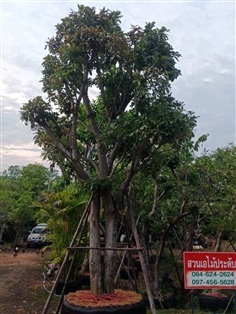 ต้นจิกน้ำ | เอไม้ประดับ -  เชียงใหม่