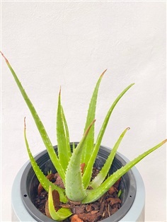 ว่านหางจระเข้ Aloe Vera plants ไม้ล้มลุก | Alungkarn - เมืองราชบุรี ราชบุรี