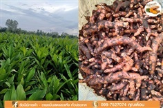 ขมิ้นชัน เกรดดี สีสวย หอม ราคาถูก | Dao Turmeric Wholesaler  - เมืองเชียงใหม่ เชียงใหม่