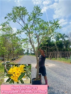 ต้นเหลืองปรีดียาธร | สวนบุญนัดดาไม้ประดับ ปราจีนบุรี - ประจันตคาม ปราจีนบุรี