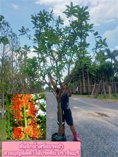 ต้นจิกน้ำ | สวนบุญนัดดาไม้ประดับ ปราจีนบุรี - ประจันตคาม ปราจีนบุรี