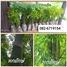 ไผ่ | farmview - งาว ลำปาง